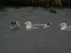 Caspian Gull at Paglesham Lagoon (Steve Arlow) (33641 bytes)
